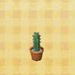tall mini cactus