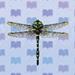 banded dragonfly